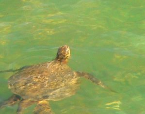 turtle