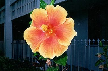 cabanashisbiscus cabanashisbiscus