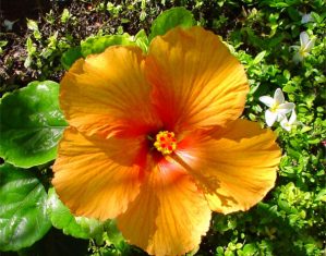hibiscus