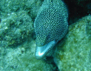makakaeel