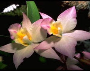 orchids