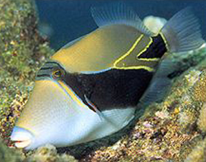 triggerfish