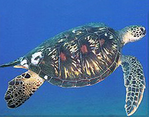 turtle