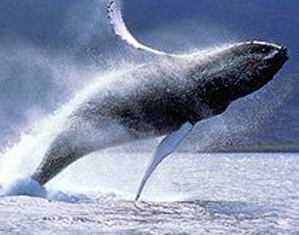 whale